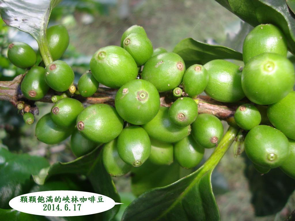 Taroko Sialin Coffee Farm Homestay Xiulin Экстерьер фото