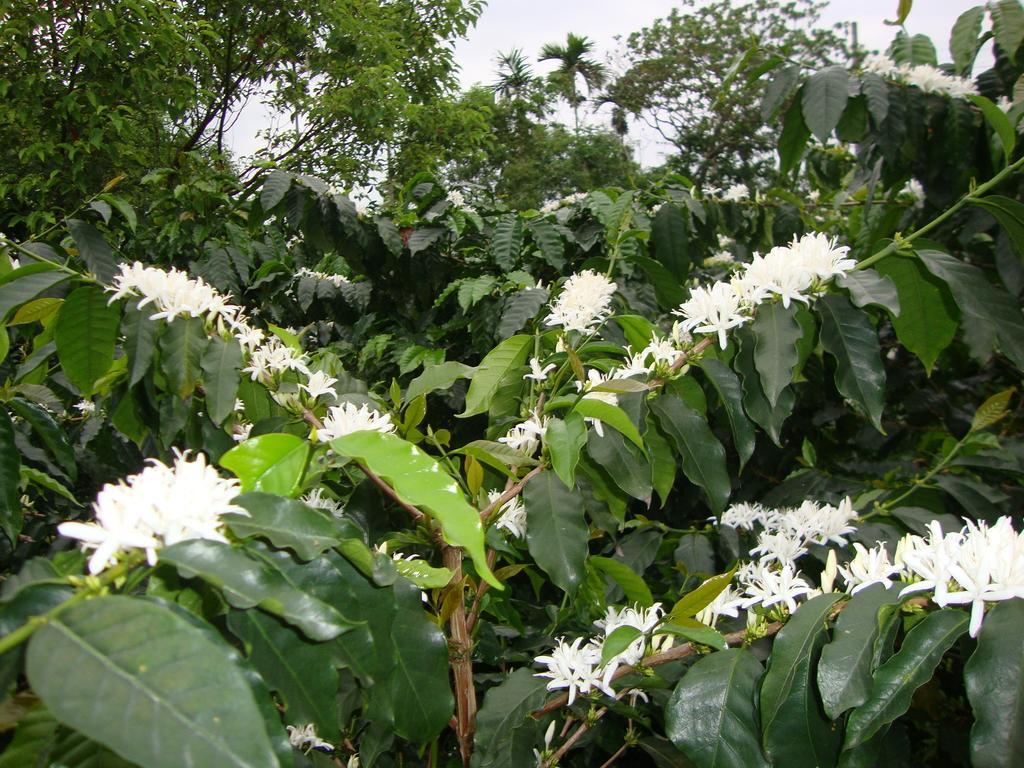 Taroko Sialin Coffee Farm Homestay Xiulin Экстерьер фото