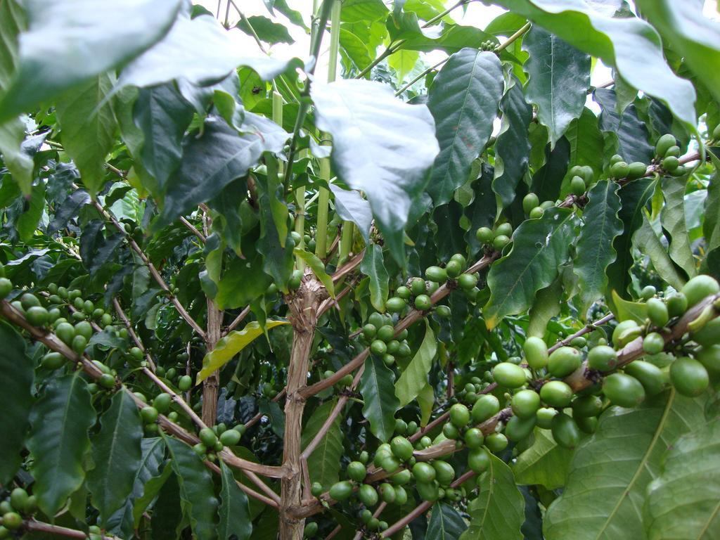 Taroko Sialin Coffee Farm Homestay Xiulin Экстерьер фото