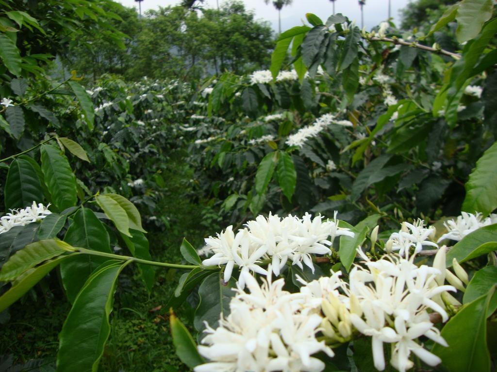 Taroko Sialin Coffee Farm Homestay Xiulin Экстерьер фото